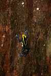Yellow and blue poison arrow frog climbing a tree trunk [suriname_2582]