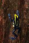 Yellow and blue poison arrow frog climbing a tree trunk [suriname_2583]