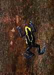 Yellow and blue poison arrow frog climbing a tree trunk [suriname_2586]