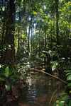 Rainforest creek [suriname_2617]