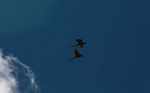 Blue-and-yellow macaws in flight [suriname_2628]