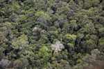 Forest seen by airplane [suriname_2672]