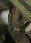 Turnip-tailed Gecko (Thecadactylus rapicauda) [suriname_8813]