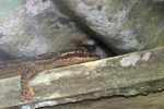 Turnip-tailed Gecko (Thecadactylus rapicauda) [suriname_8823]