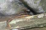Turnip-tailed Gecko (Thecadactylus rapicauda) [suriname_8823a]