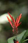 Red flower [suriname_8872]
