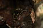 Harlequin toad (Atelopus spumarius) [suriname_8890]
