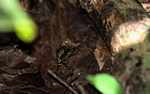 Harlequin toad (Atelopus spumarius) [suriname_8892]