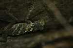 Forest lizard [suriname_8902]