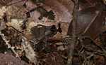 Leaf toad (Bufo species?) [suriname_8916]