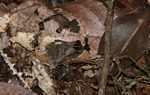Leaf toad (Bufo species?) [suriname_8917]