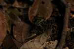 Harlequin toad (Atelopus spumarius) [suriname_8934]