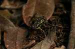 Atelopus toad [suriname_8935]
