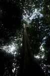 Canopy tree [suriname_8939]