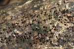 Termites [suriname_8942]