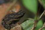 Atelopus toad [suriname_8953]