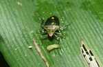 Predaceous stink bug (family Pentatomidae)