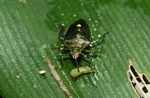 Green predaceous stink bug (family Pentatomidae)