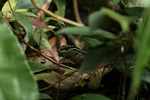 Green garden lizard (Ameiva ameiva) [suriname_8993]