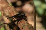 Dark brown cricket