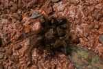 Goliath tarantula (Theraphosa blondi)