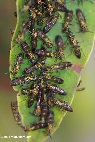 vespas agrupado em uma folha