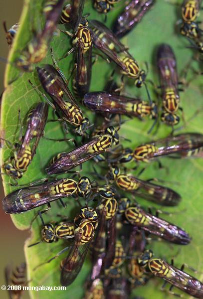 Wasps regroupées sur une feuille