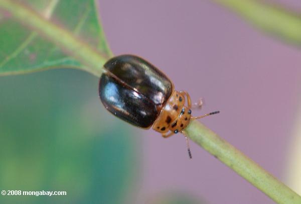 Beetle: fond noir, tête orange