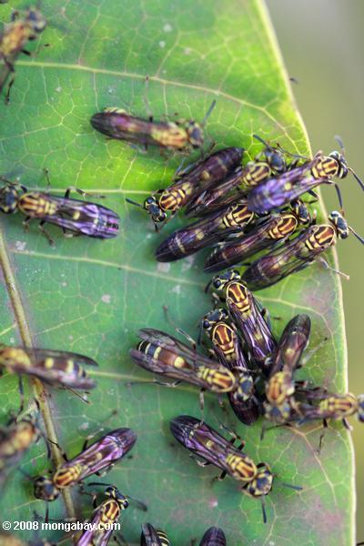Wasps regroupées sur une feuille