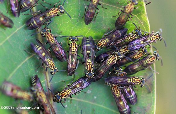 Wasps regroupés sur une feuille