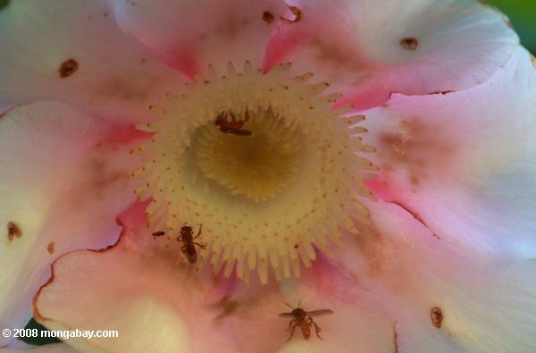 пчелы pollinating розовый и желтый цветок