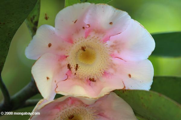 Bienen bestäubenden ein rosa und gelbe Blume