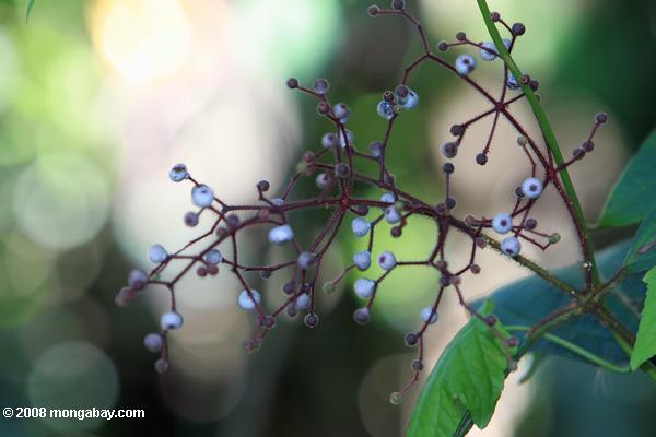 赤紫色の果実とライトブルー茎