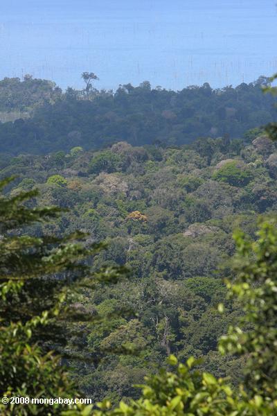 тропические леса brownsberg