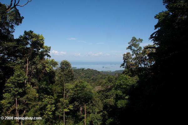 brownsberg熱帯雨林