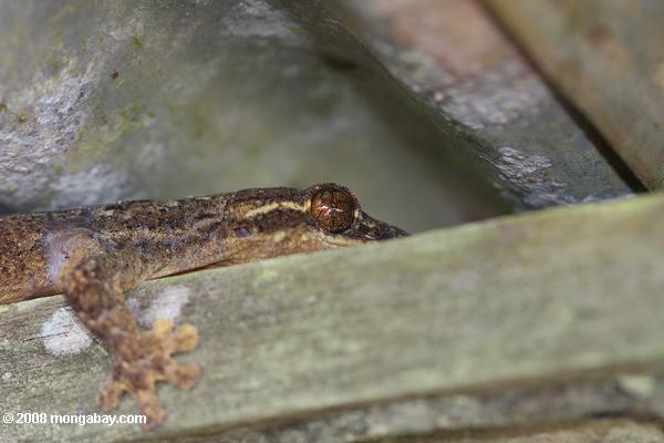 nabo-de-cauda-gecko (thecadactylus rapicauda)