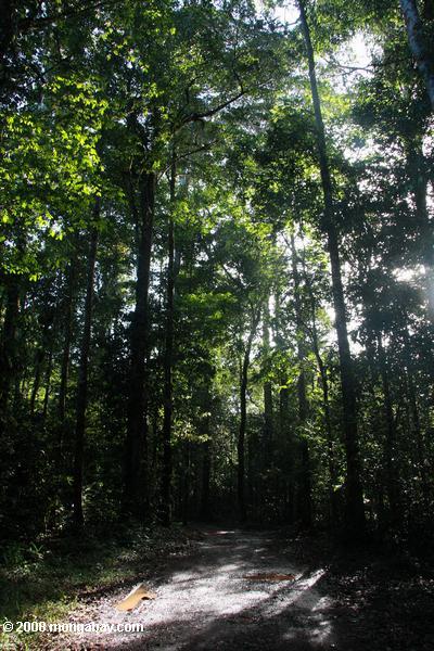 лес brownsberg
