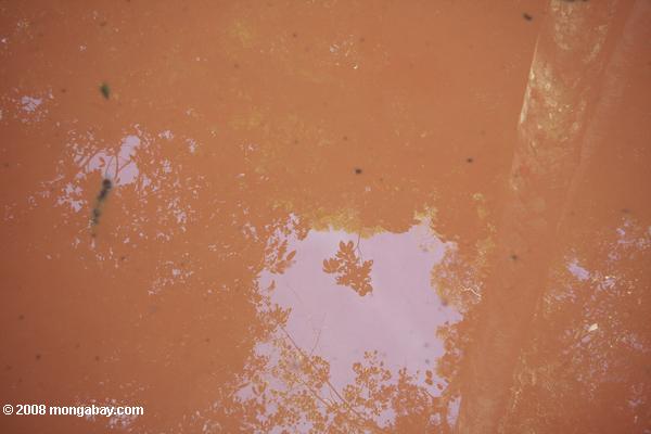 森林キャノピーは、泥だらけの水たまりに反映