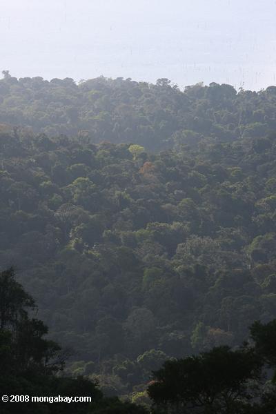 навесом тропического леса в Суринаме