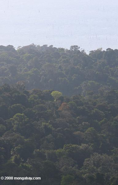 スリナムの熱帯雨林の林冠