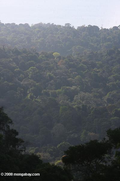 Rainforest couvert au Suriname