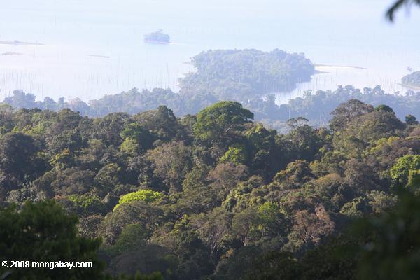 スリナムの熱帯雨林の林冠