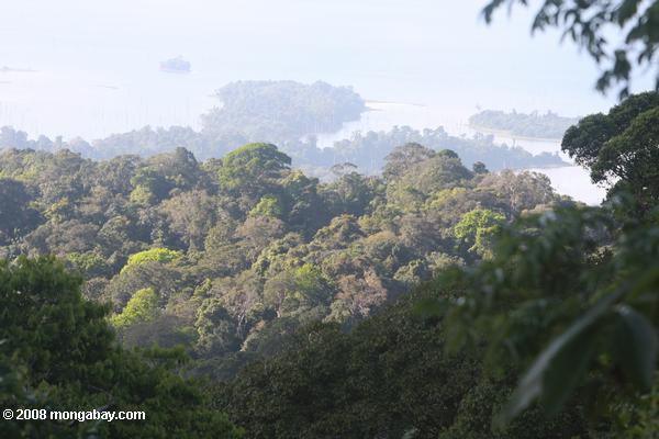 навесом тропического леса в Суринаме