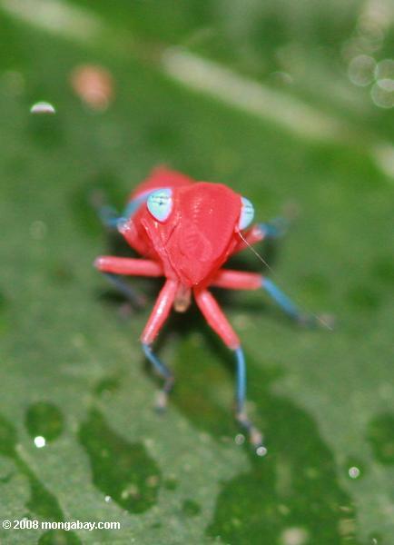 ピンクの昆虫（ planthopperニンフ？ ）青緑色の足と目で
