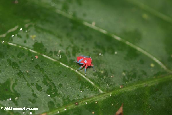 розовых насекомых (planthopper куколка?) бирюзовый с ног и глаз