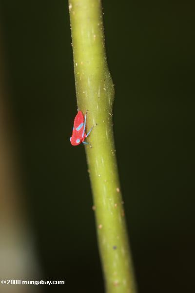 magenta inseto (planthopper ninfa?) com luz azul pés e olhos