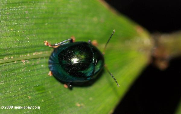 暗緑色の甲虫