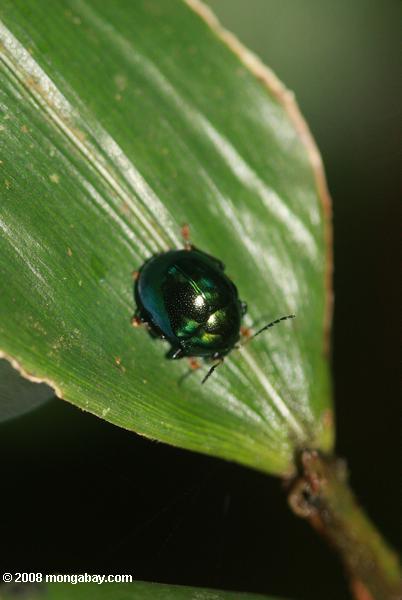 dunkelgrün Käfer
