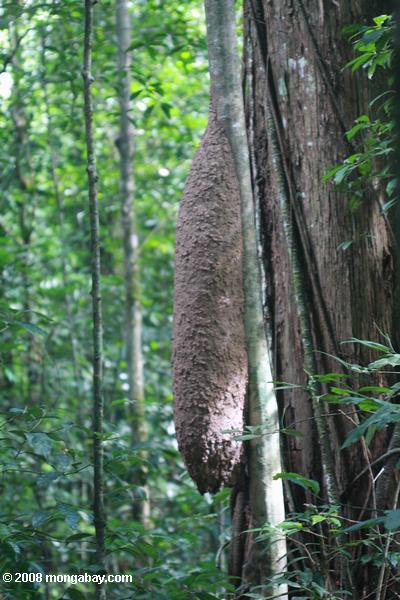 熱帯雨林のシロアリの巣