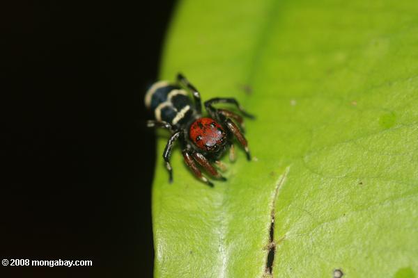 rojo-araña con cabeza de color amarillo y negro marcas